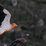 Paul Nevin Socotra Island travel Egyptian vultures